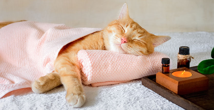 Cat aromatherapy