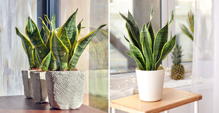 Snake Plant