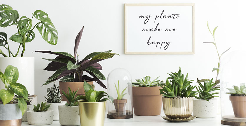 house plants happy