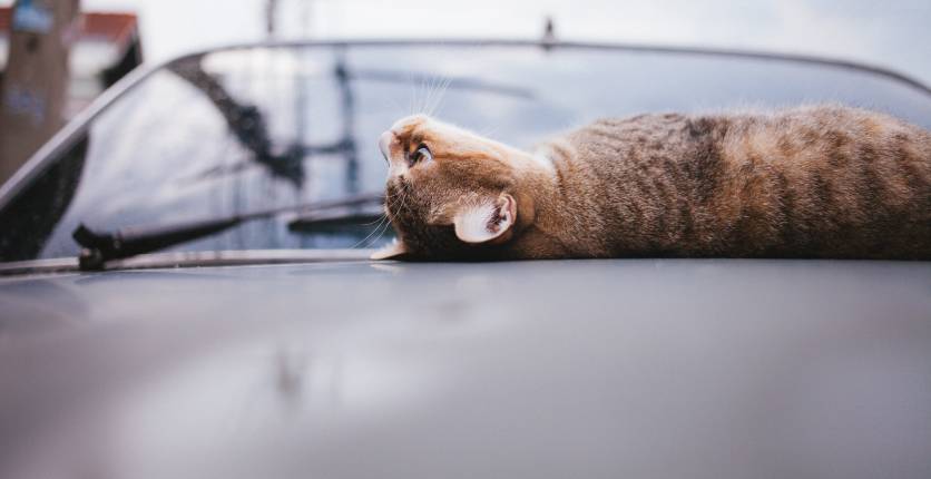 Cat with a car 2