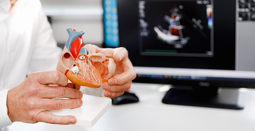 Doctor showing model of heart