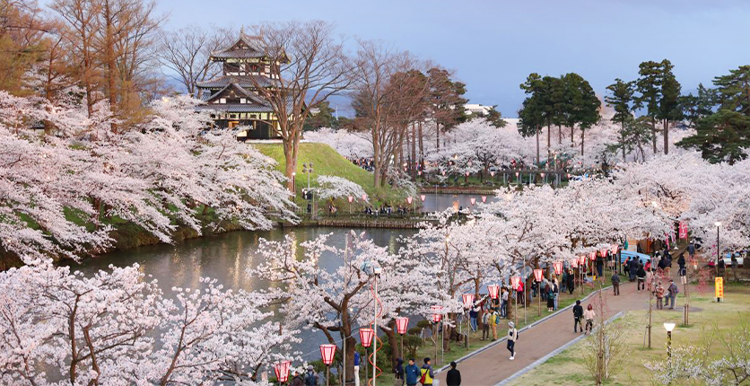 Cherry blossom season, Japan 