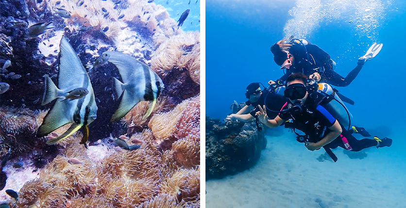 Scuba diving in Koh Tao, Thailand