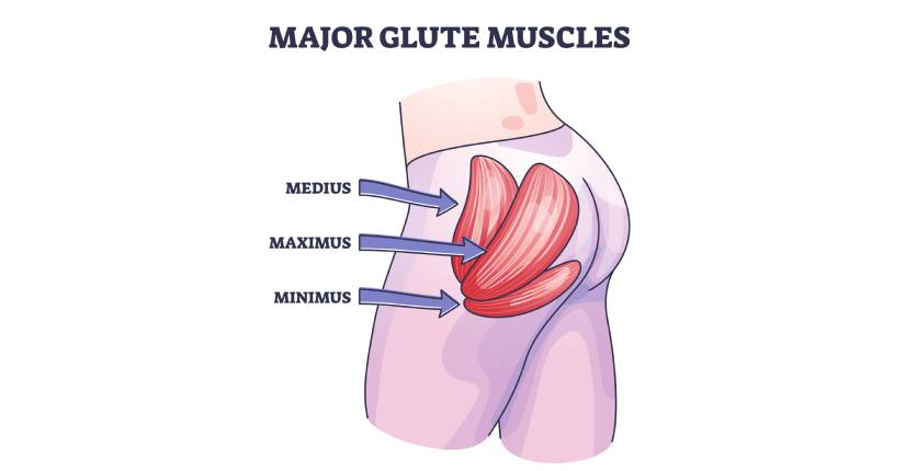 Major Glute Muscles